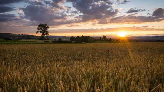 Wheat field sunset lone tree free wallpaper for desktop - medium preview image