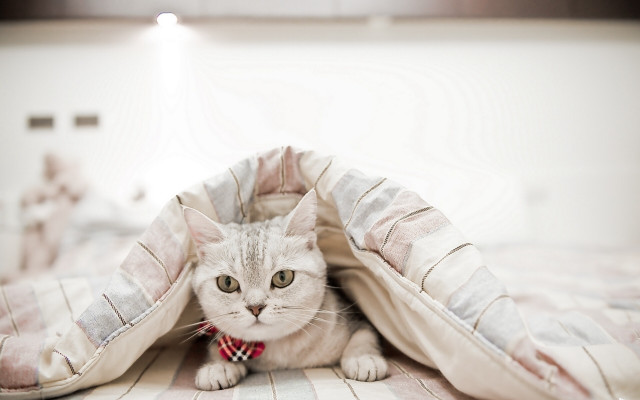 Cat blanket plaid red bowtie free wallpaper for desktop - medium preview image
