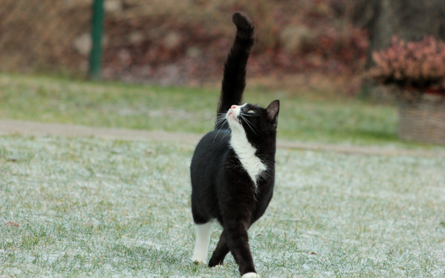 Black and white cat playing free wallpaper for desktop - medium preview image