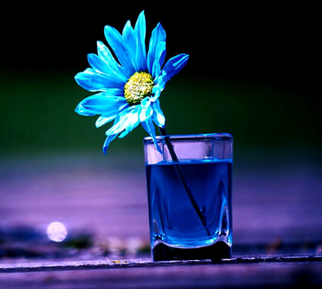 Blue flower glass water night free wallpaper for tablet - medium preview image