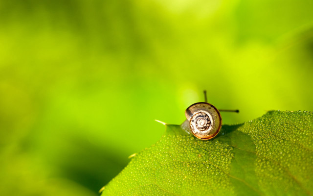 Snail green leaf sunlight macro free wallpaper for desktop - medium preview image