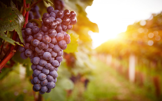 Grapes vineyard sunset bokeh blurry free wallpaper for desktop - medium preview image