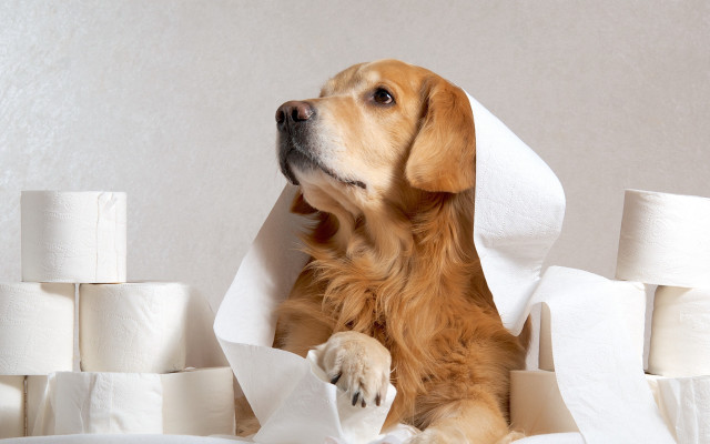 Dog sitting toilet paper paw free wallpaper for desktop - medium preview image