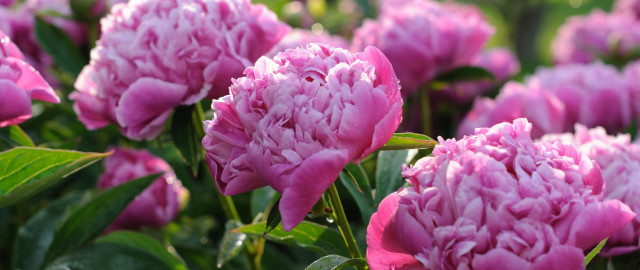 Pink flowers grass leaves impressionism free wallpaper for desktop - medium preview image