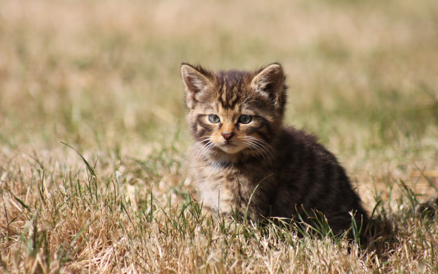 Small kitten field sad tilt free wallpaper for desktop - medium preview image