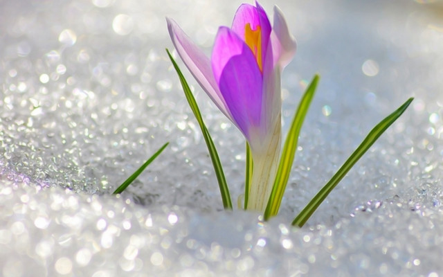Purple flower snow grass sparkling free wallpaper for desktop - medium preview image