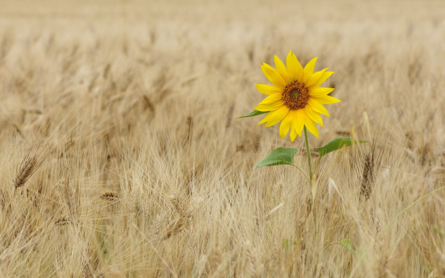Sunflower wheat field fall #2012 free wallpaper for desktop - medium preview image