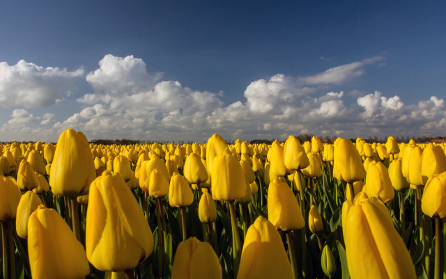 Yellow flower field blue sky #5 free wallpaper for desktop - medium preview image