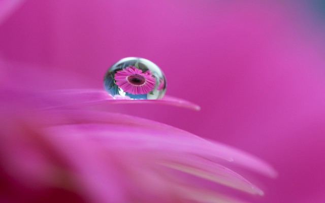 Pink flower waterdrop center blue free wallpaper for desktop - medium preview image