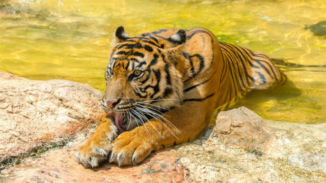 Tiger rock water open mouth free wallpaper for desktop - medium preview image