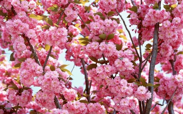Pink flower tree green leaves free wallpaper for desktop - medium preview image