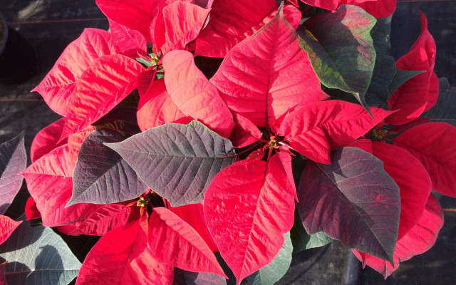 Poinsettia closeup vivid color macro free wallpaper for desktop - medium preview image