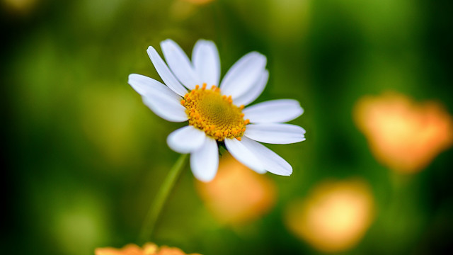 White flower yellow center field #3 free wallpaper for desktop - medium preview image