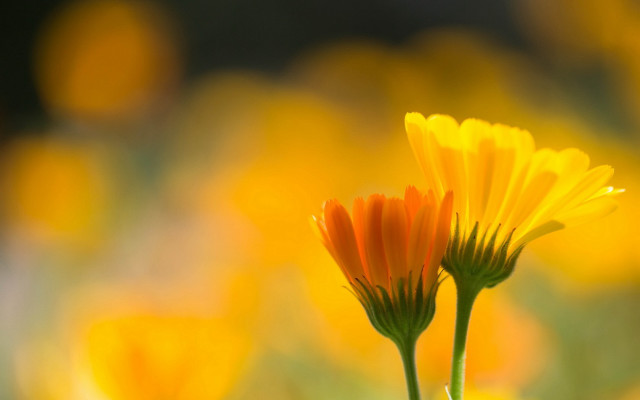 Sunflower closeup yellow flowers blurry free wallpaper for desktop - medium preview image