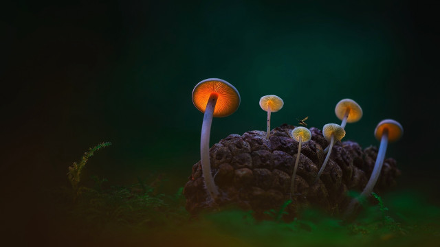 Mushrooms pinecone forest night biolu free wallpaper for desktop - medium preview image
