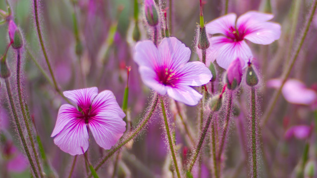 Pink flowers field purple butterfly free wallpaper for desktop - medium preview image