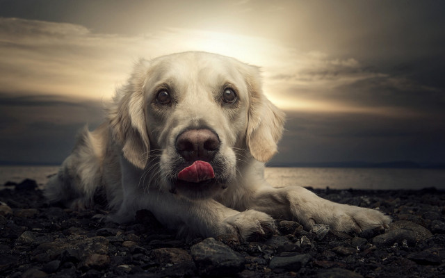 Dog beach sunset cloudy sky free wallpaper for desktop - medium preview image