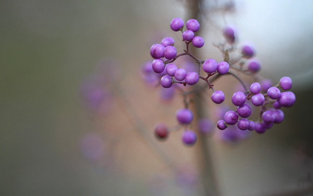 Purple plant berries macro blurry free wallpaper for desktop - medium preview image