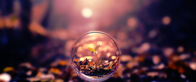 Glass ball plant tabletop blurry #3 free wallpaper for desktop - medium preview image