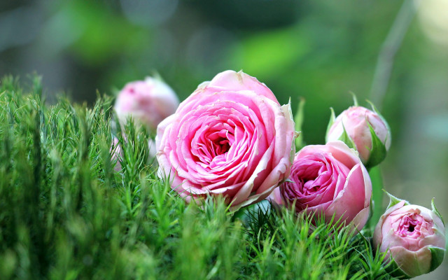 Pink roses green field macro free wallpaper for desktop - medium preview image