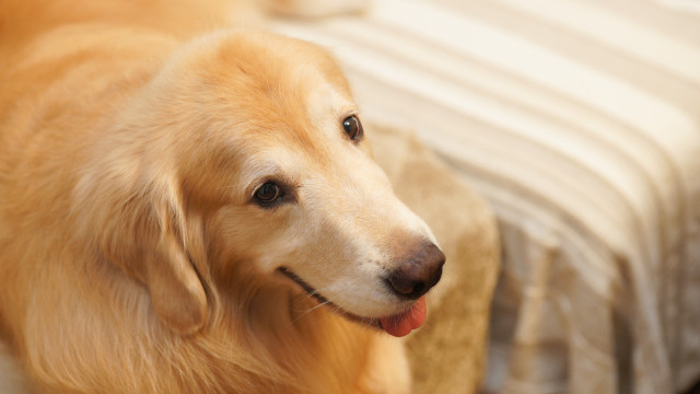 Dog smiling shiba inu bed free wallpaper for desktop - medium preview image