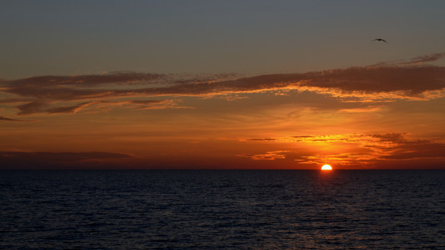 Sunset ocean bird flying matte free wallpaper for desktop - medium preview image