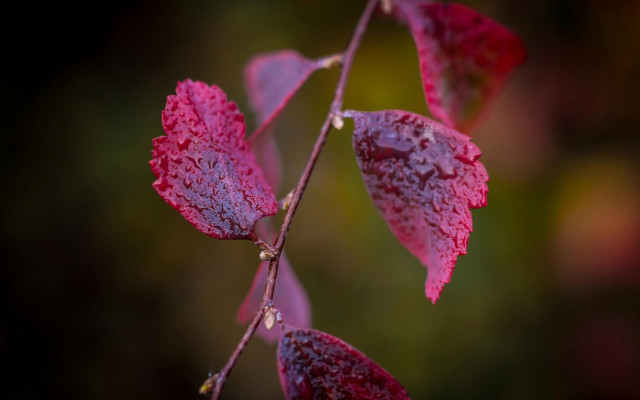 Branch red leaves water droplets free wallpaper for desktop - medium preview image