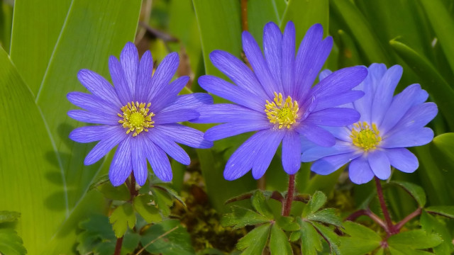 Blue flower grass leaves daisy free wallpaper for desktop - medium preview image