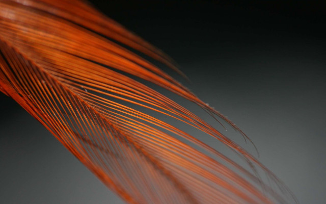 Red feather gray black macro free wallpaper for desktop - medium preview image