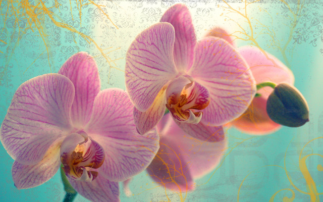Pink flower blue background gold free wallpaper for desktop - medium preview image