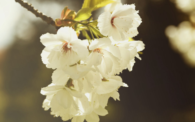 Dionisius daisy flower branch sunlight free wallpaper for desktop - medium preview image