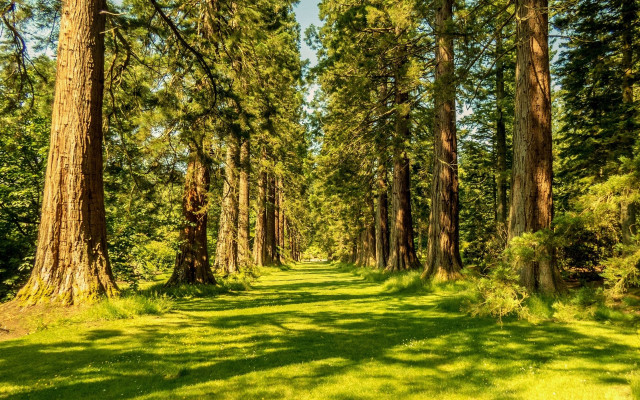 Forest path trees grassy field free wallpaper for desktop - medium preview image