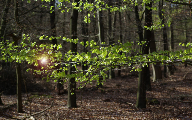 Sunbeam forest leaves light anamorphic free wallpaper for desktop - medium preview image