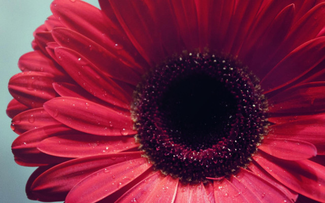 Red flower water droplets blue #2 free wallpaper for desktop - medium preview image
