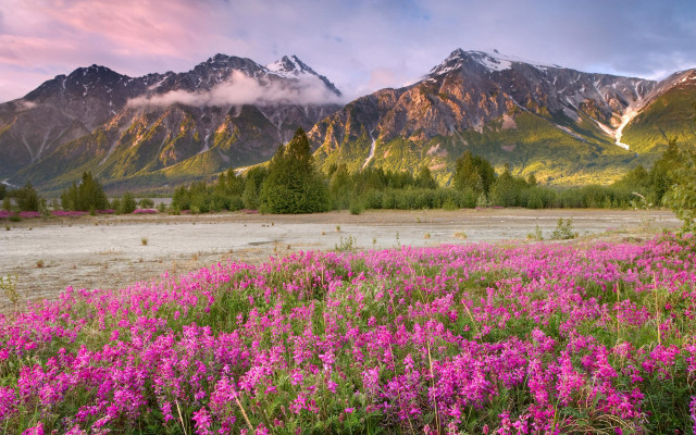 Flower field mountains sunset pink #2 free wallpaper for desktop - medium preview image