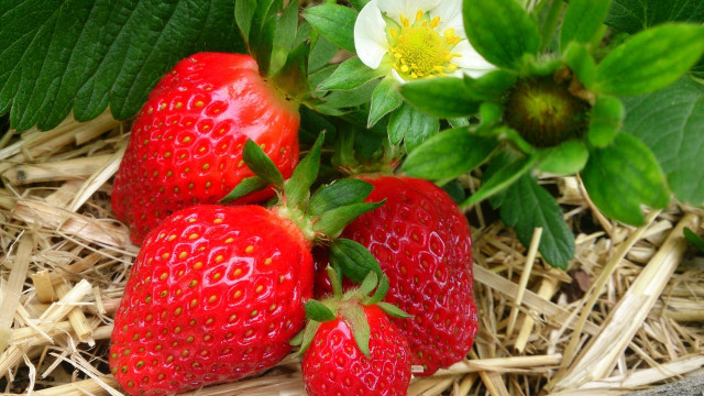 Three strawberries flower leafy berry free wallpaper for desktop - medium preview image