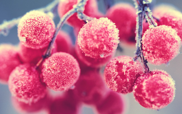 Berries snow ice moon cherry free wallpaper for desktop - medium preview image