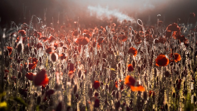 Red flowers sunset clouds cityscape free wallpaper for desktop - medium preview image