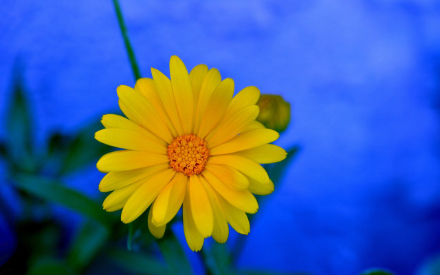 Yellow flower blue background blurry #2 free wallpaper for desktop - medium preview image