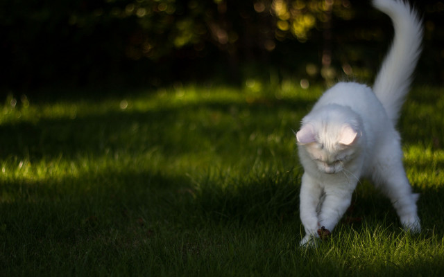 White cat green field tillt free wallpaper for desktop - medium preview image
