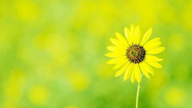Yellow flower green grass blurry free wallpaper for desktop - medium preview image