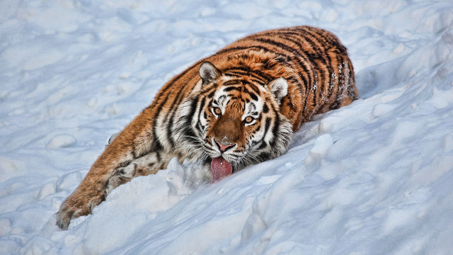 Tiger walking snow wild open free wallpaper for desktop - medium preview image