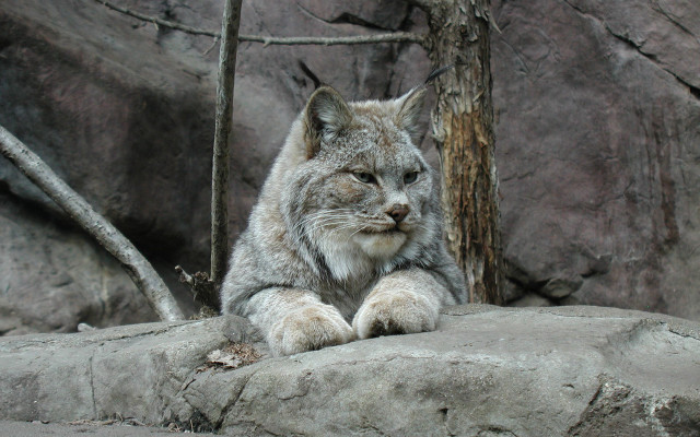 Lynx rocks forest naturalism illustration free wallpaper for desktop - medium preview image