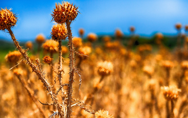 Yellow flower field blue sky #2 free wallpaper for desktop - medium preview image