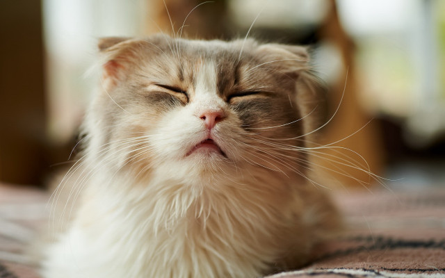 Cat laying eyes closed blurry free wallpaper for desktop - medium preview image