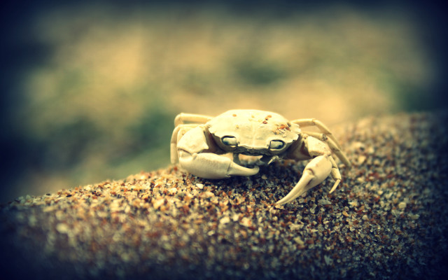 Crab rock sand gravel blurry free wallpaper for desktop - medium preview image