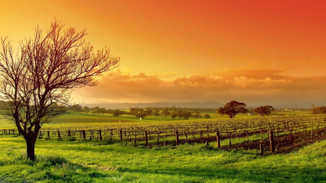 Sunset tree field red sky free wallpaper for desktop - medium preview image