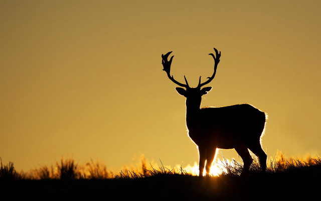 Deer sunset backlit antlers grass free wallpaper for desktop - medium preview image
