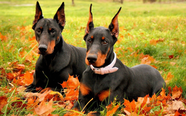 Two dogs autumn leaves symmetrical free wallpaper for desktop - medium preview image