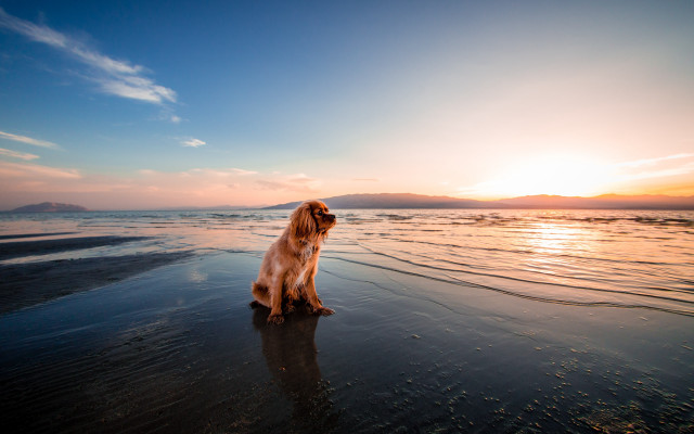 Dog beach sunset reflection ocean #2 free wallpaper for desktop - medium preview image